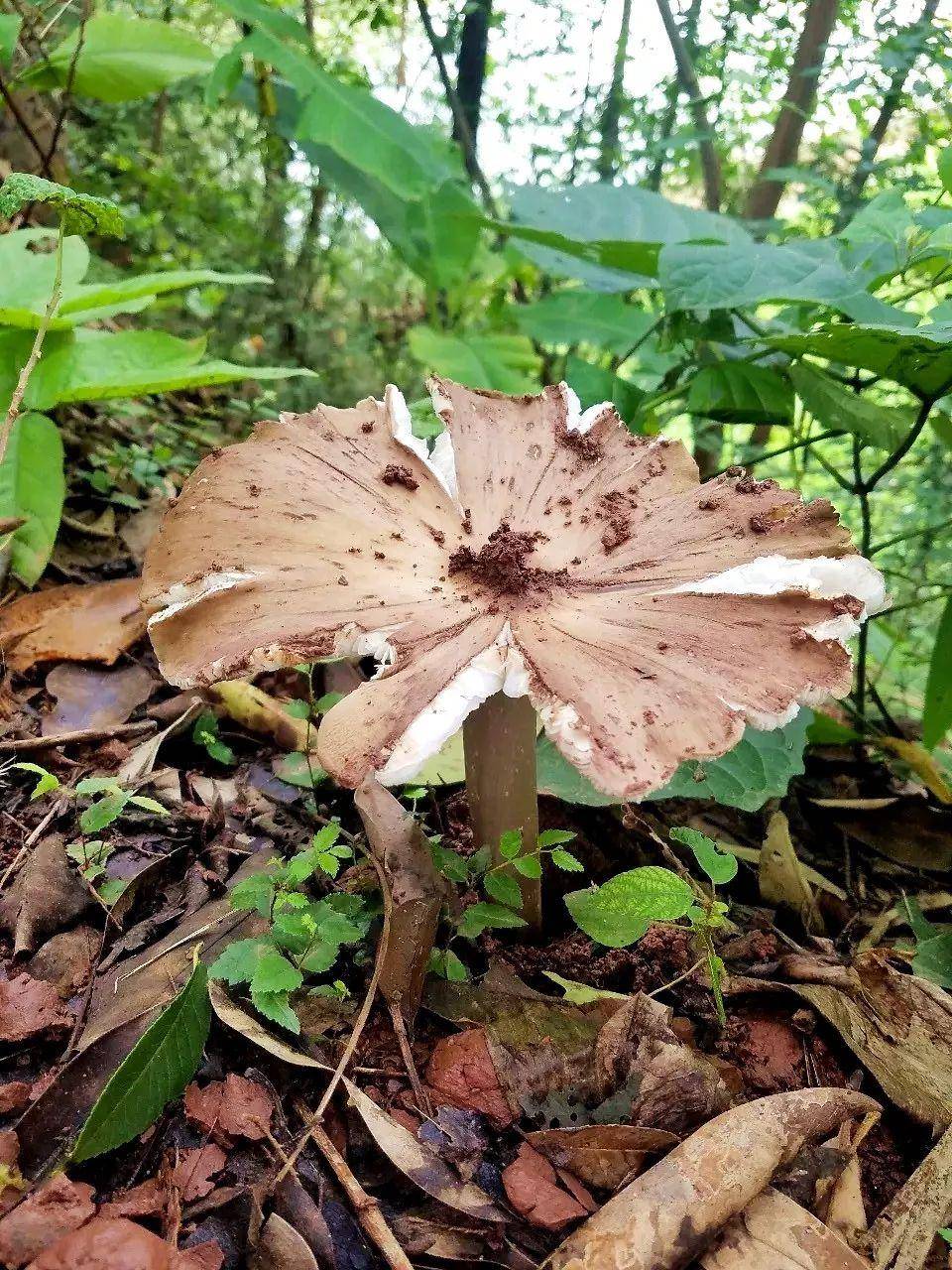 皇冠信用网在线开户_“天价”鸡枞调查:最贵卖到1800元/公斤!雨水少致产量低皇冠信用网在线开户,多地价高客少