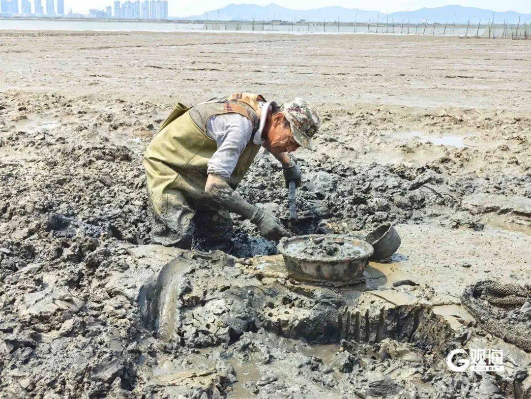 皇冠体育APP_正是肥的时候!每天上万斤在青岛这里上岸皇冠体育APP,很多人爱吃......