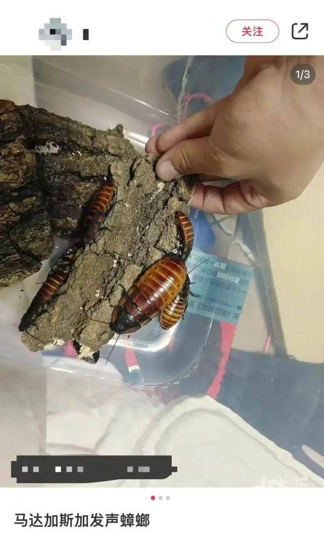 皇冠信用网庄家_门口惊现“蟑螂”皇冠信用网庄家,杭州一住户用杀虫剂一喷,邻居怒了:我的螳螂……