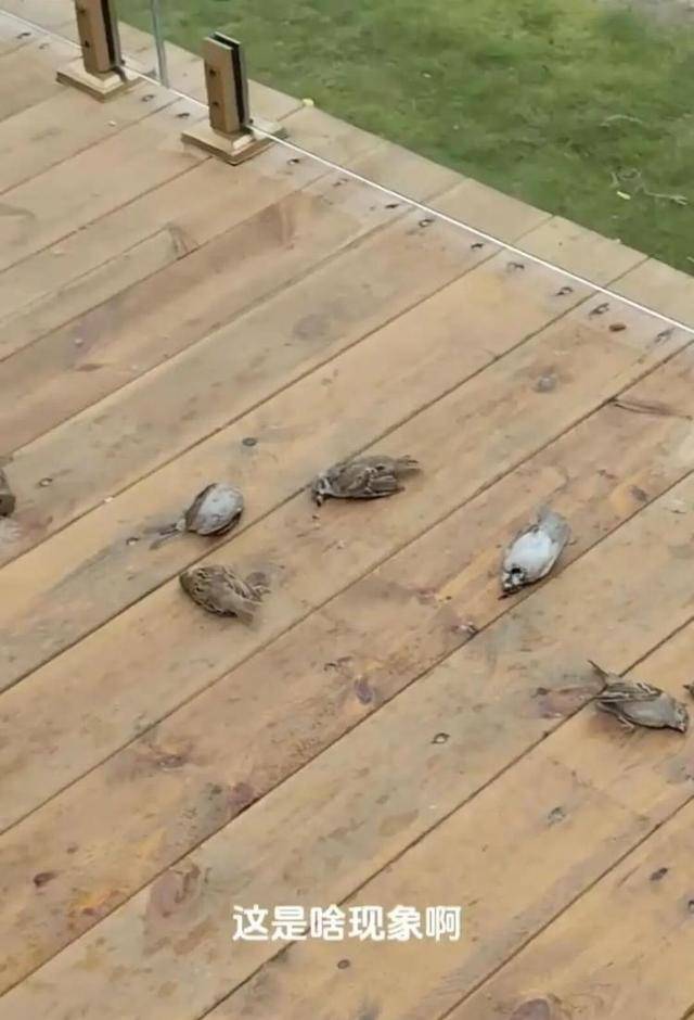 皇冠信用盘会员账号_一群麻雀飞着飞着纷纷坠亡皇冠信用盘会员账号，林业部门：可能是中毒了，将联合公安调查