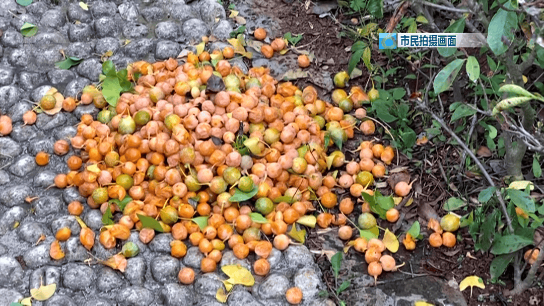 皇冠信用網在哪里开通_不要捡皇冠信用網在哪里开通！不要吃！昆明街头正大量出现……