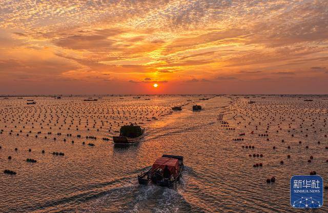 皇冠信用网足球代理_山东荣成：鲍鱼收获忙