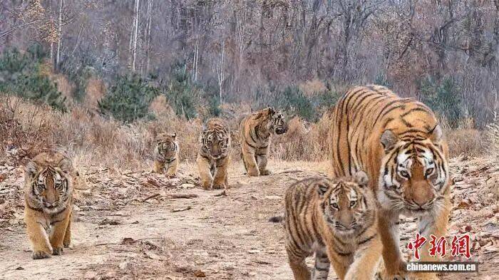 皇冠信用网账号注册_虎虎虎虎虎虎皇冠信用网账号注册,中国首次!世界罕见!