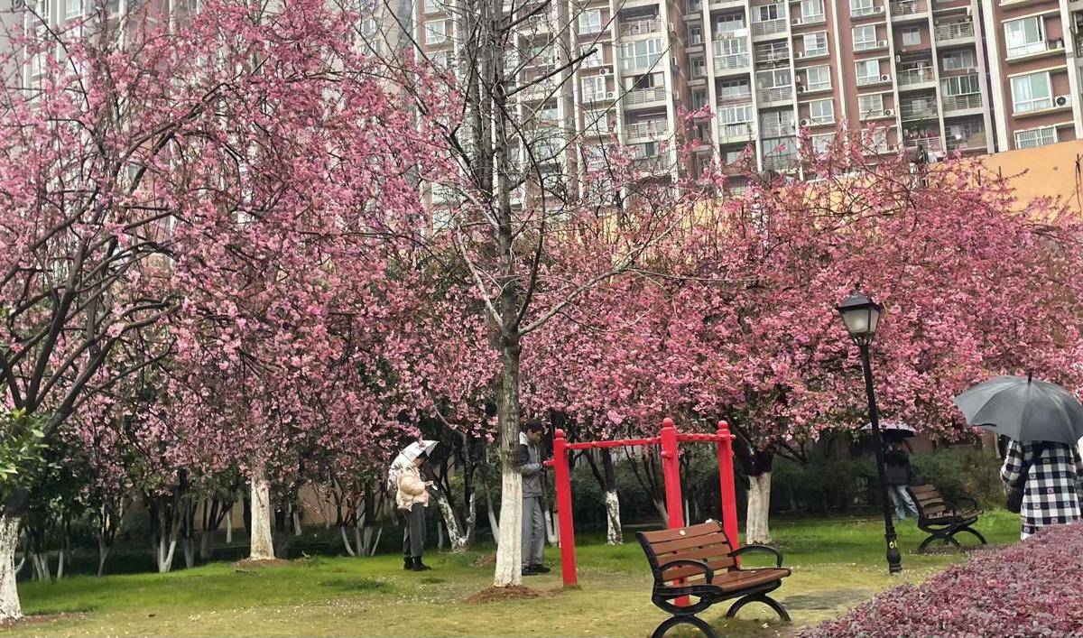 网上买球怎么买
_20℃!湖北大部雨水退场三日网上买球怎么买
,抓紧赏花!下一轮雨已安排